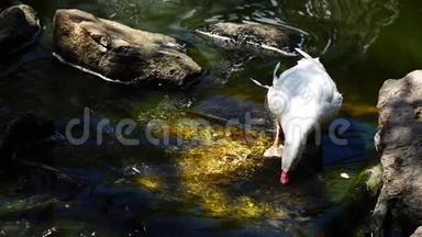 鸭子从小溪里喝水