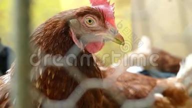汉斯在阳光明媚的日子里吃着传统的农村谷仓。 鸡头的细节。 鸡坐在鸡舍里。 把鸡肉收起来