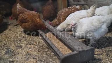 鸡肉从鸡舍里的喂食器里取食物。 在一个现代化的家禽养殖场里，肉鸡们喝水并服用药物