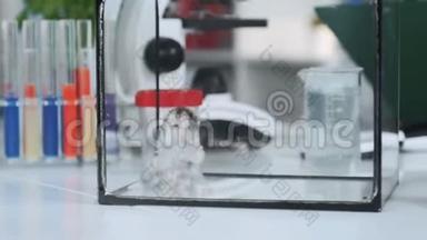 现代实验室玻璃容器中化学仓鼠的特写