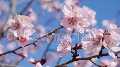 鲜艳的粉色和白色的花在树上，盛开，<strong>春天</strong>的<strong>风景</strong>，<strong>美丽</strong>的背景