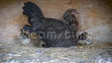 一群小可爱的小鸡在鸡舍里散步.. 在鸡舍里和他们的母亲合拢五颜六色的几天老鸡
