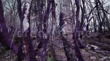 紫罗兰童话森林.. 阳光明媚的一天，美丽的运动女孩穿过虚幻的紫色森林。 幻想，虚幻