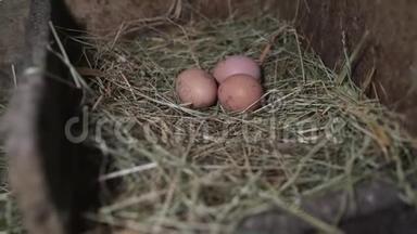 三个蛋在一个草窝里。 窝里的鸡蛋
