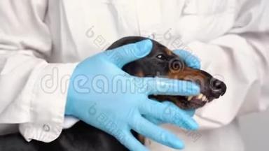 兽医用带牙刷的蓝手套检查正在灰色背景前刷牙。 兽医