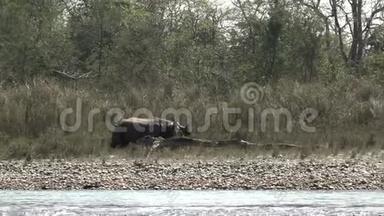 奇湾国家公园一只角犀牛