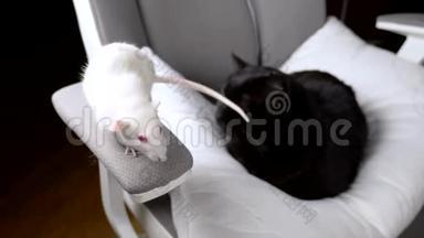 黑猫和白鼠一<strong>起坐</strong>在房子的一张椅子上。