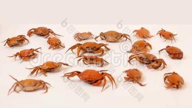 白色地板上的小螃蟹