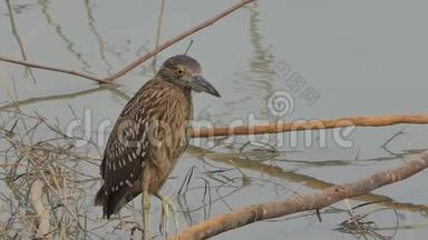 湿地中的黑冠夜鹭鸟。