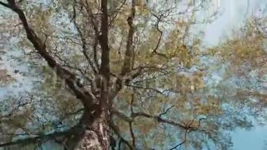 慢慢地向树下望去. 摄像机在高大的树下移动。