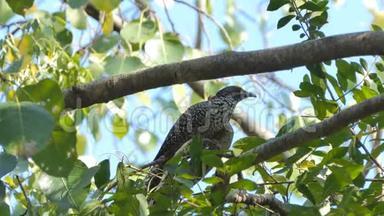 亚洲Koel鸟在森林中的分支。