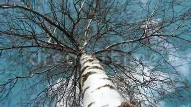 <strong>春</strong>季大冠的底部视图。 摄像机在桦树<strong>周</strong>围移动。