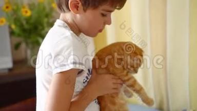 8岁可爱的男孩温柔地抱着一只<strong>姜黄色</strong>苏格兰小猫