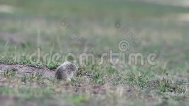 地松鼠雪铁龙在其自然栖息地