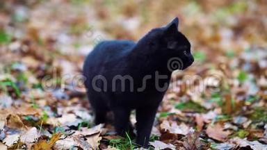 黑猫在秋天公园喵喵叫.