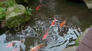日本花园，有装饰的树木和<strong>锦鲤鱼</strong>池