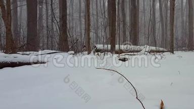 森林景观在冬季雪风暴与相机潘。 美丽的树林里的雪天气，地面上下着大雪