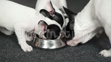 狗从地板上的碗里吃狗粮