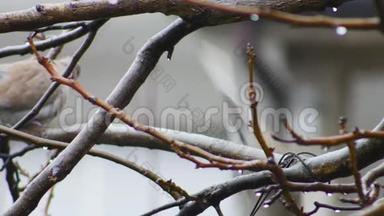 两只斑鸠坐在<strong>树枝</strong>上接吻。 寒冷的雨天。 <strong>鸟儿</strong>正从<strong>树枝</strong>上降落