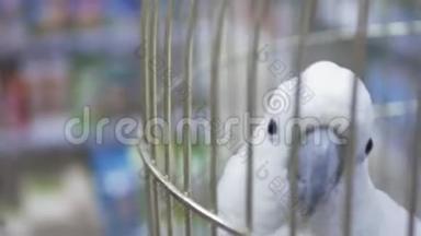 鹦鹉鹦鹉在笼子里