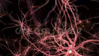 神经元突触网络。 穿越大脑。 3D动画。