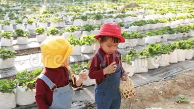 可爱的女孩兄弟姐妹在有机草莓农场在阳光日玩。 假期儿童户外活动