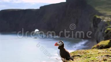 北冰洋飞蛾-海鸟，从夏拉德里戈目来。 冰岛岩石海岸的泡芬。 高清录像。