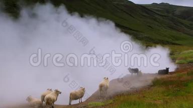 风景优美的冰岛草地，风景优美的田野里有羊和公羊。 高清录像。