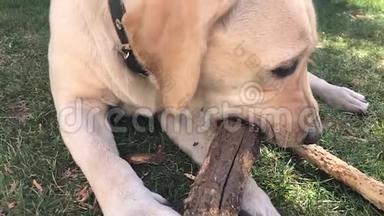 嬉戏的拉布拉多小狗在草地上咬着一根棍子。