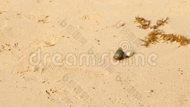 螃蟹寄居蟹在沙滩上爬行