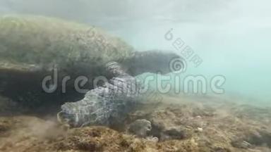 海洋海岸的4k大绿海龟在珊瑚堆上方<strong>游动</strong>的水下镜头