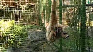 猴子坐在笼子里，发出叫声