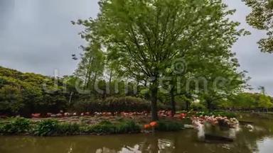 上海动物园的火烈鸟。 4K时间推移。
