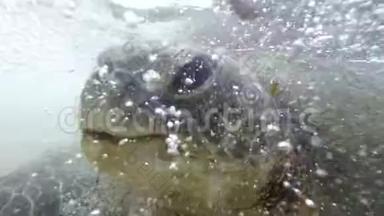 4k野青海龟在海边游泳时进食及咬海藻视频