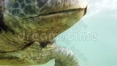 特写4k绿龟头在岸上海洋中游泳的视频