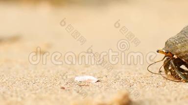 螃蟹寄居蟹在沙滩上爬行