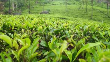 斯里兰卡山区高原茶园的美丽全景