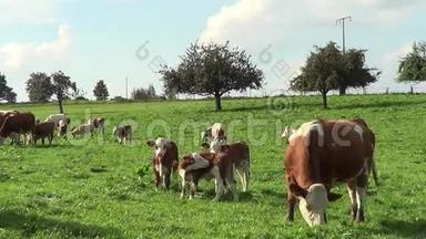妈妈和小牛在草地上。 快乐的奶牛在绿色的风景中<strong>自由奔跑</strong>