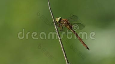 一只诺福克鹰蜻蜓，Anaciaeschna等腰，栖息在湖的边缘，然后飞`s。