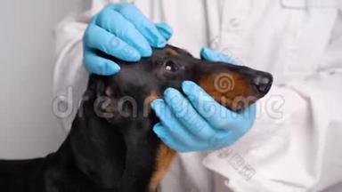 动物医院的兽医对纯种狗进行了检查，兽医在动物医院对眼睛狗进行了检查