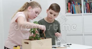 弟弟妹妹把植物放在一个木箱里，小心地把绿叶植物周围的土壤整理好-