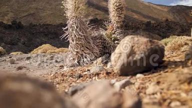 在<strong>高山</strong>上生长的干燥植物和花卉的4K<strong>视频</strong>。 卡那利岛，特内里费，泰德火山景观