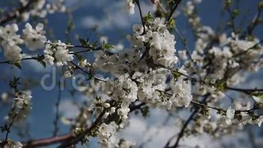 白花在樱花树上绽放.