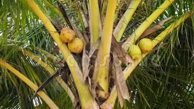 热带丛林森林棕榈树上悬挂黄色成熟椰子的特写4k视频