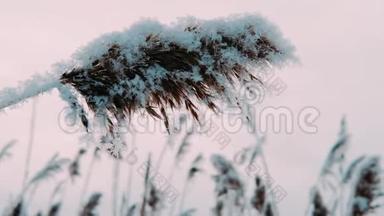 在寒冷的冬天的早晨，芦苇在微风中摇曳，在微风中摇曳。 冰霜的芦苇。