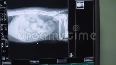 狗的X射线图像。