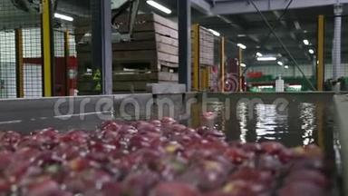 自动化机器人将苹果容器放入水中。 包装仓库中漂浮在水中的苹果。 红苹果