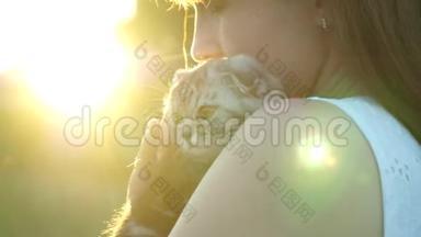 在阳光和耀眼的阳光下，苏格兰小猫在他心爱的<strong>主人</strong>的手中被剥光了。 小<strong>宠物</strong>。 爱情