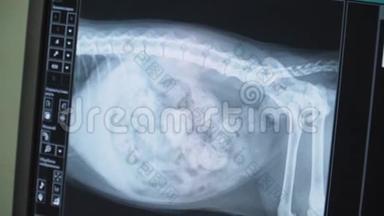 狗的X射线图像。