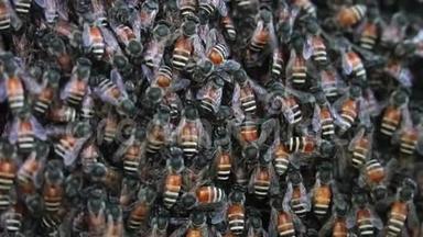 蜜蜂作为一个群体生活在一起的活动。